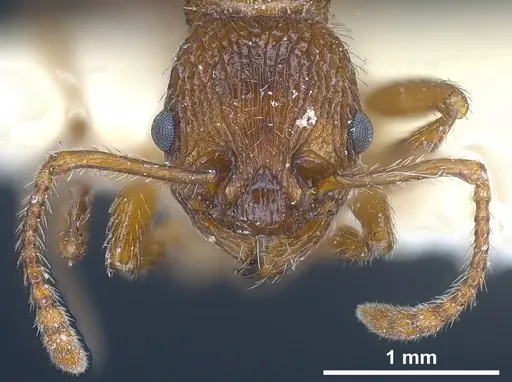Myrmica deplanata - ANTWEB1041457