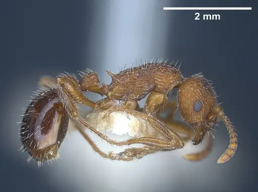 Myrmica deplanata - ANTWEB1041457