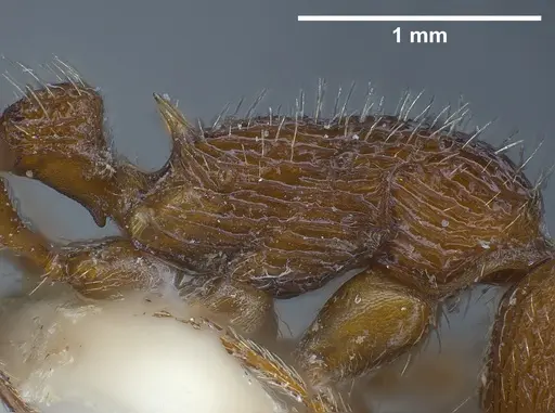 Myrmica deplanata - ANTWEB1041457