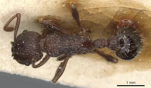 Myrmica deplanata - CASENT0904084