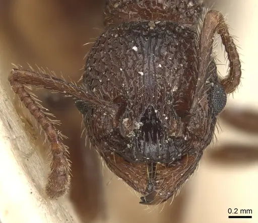 Myrmica deplanata - CASENT0904084