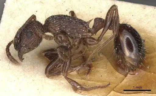 Myrmica deplanata - CASENT0904084