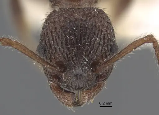 Myrmica deplanata - CASENT0917500