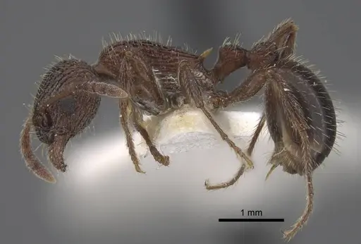 Myrmica deplanata - CASENT0917500
