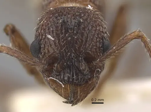 Myrmica deplanata - CASENT0917501