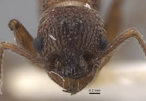 Myrmica deplanata - CASENT0917501