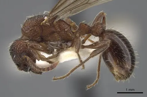 Myrmica deplanata - CASENT0917501