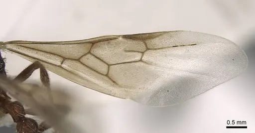 Myrmica deplanata - CASENT0917501