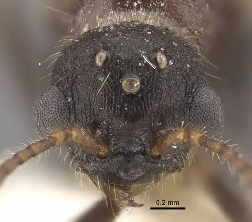 Myrmica deplanata - CASENT0917502