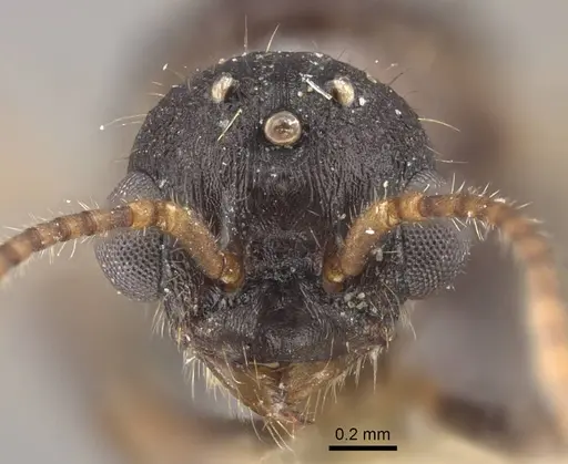 Myrmica deplanata - CASENT0917502