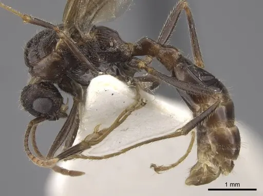 Myrmica deplanata - CASENT0917502