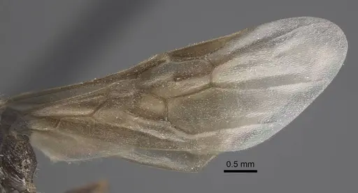 Myrmica deplanata - CASENT0917502