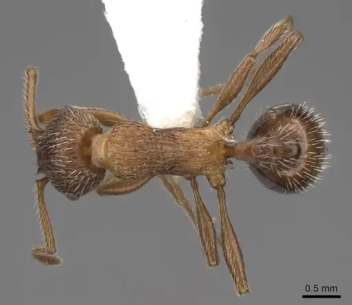Myrmica deplanata - CASENT0922800