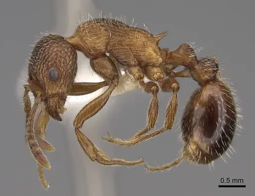 Myrmica deplanata - CASENT0922800
