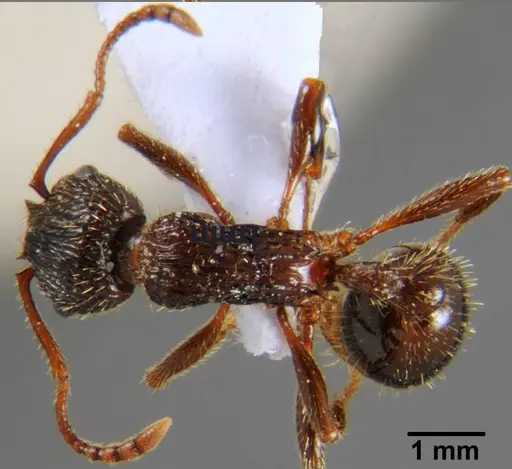 Myrmica deplanata - CFH000021