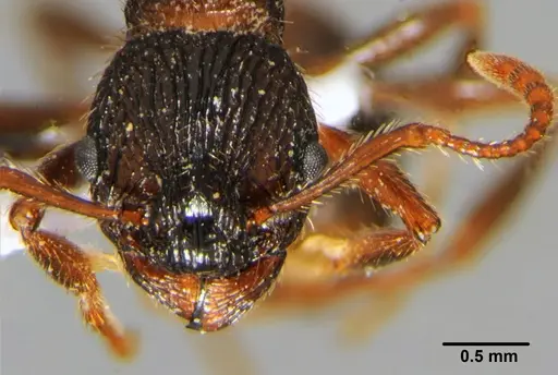 Myrmica deplanata - CFH000021