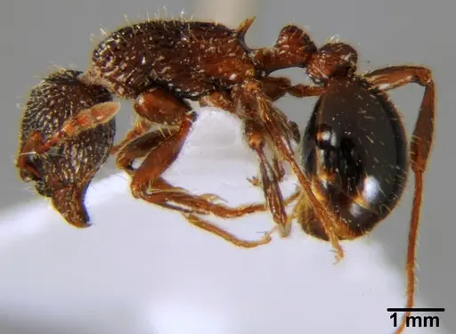 Myrmica deplanata - CFH000021