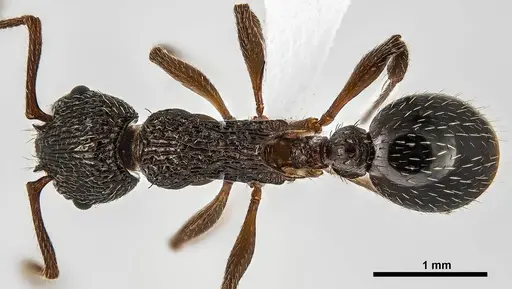 Myrmica detritinodis specimen