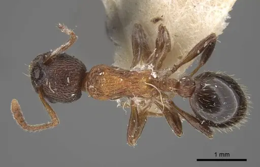 Myrmica displicentia specimen