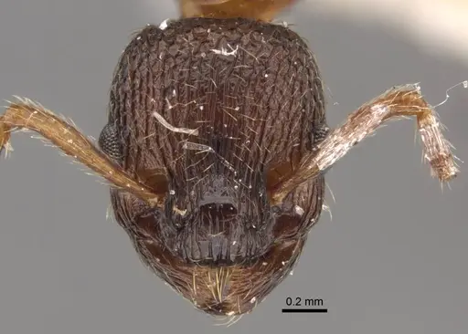 Myrmica displicentia specimen