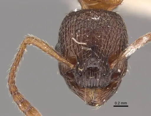 Myrmica displicentia specimen