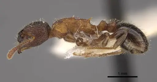 Myrmica displicentia - CASENT0917669