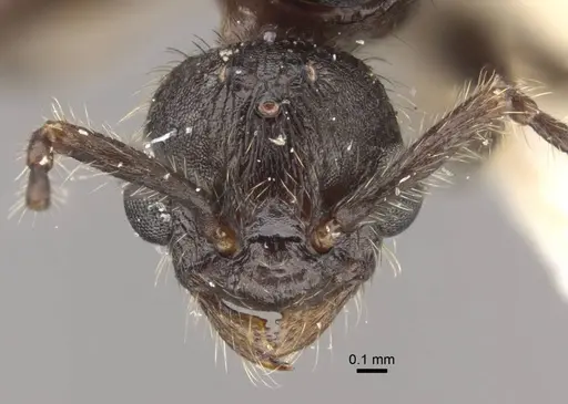 Myrmica displicentia - CASENT0917670