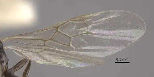 Myrmica displicentia - CASENT0917670