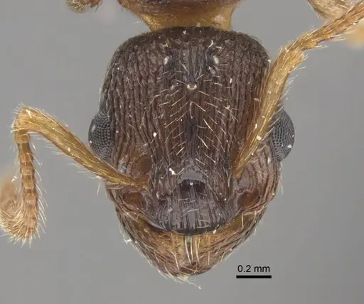 Myrmica displicentia - CASENT0917671