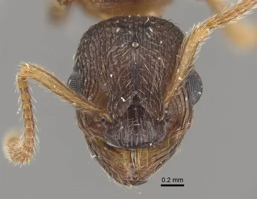 Myrmica displicentia - CASENT0917671