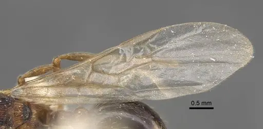 Myrmica displicentia - CASENT0917671