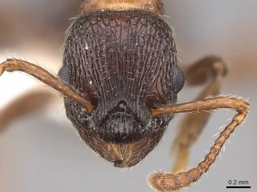 Myrmica displicentia - CASENT0922773