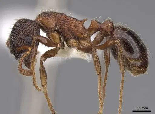Myrmica displicentia - CASENT0922773