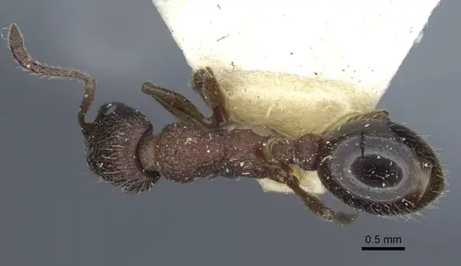 Myrmica divergens specimen