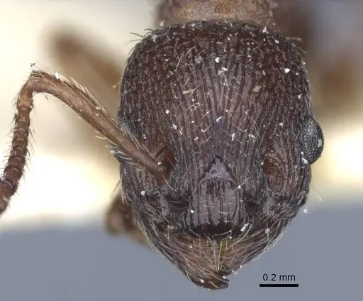Myrmica divergens specimen