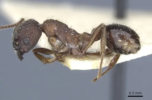 Myrmica divergens specimen