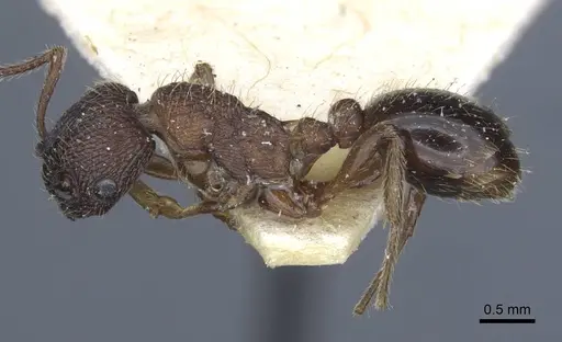 Myrmica divergens - CASENT0916879
