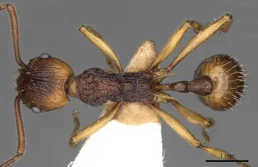 Myrmica draco specimen