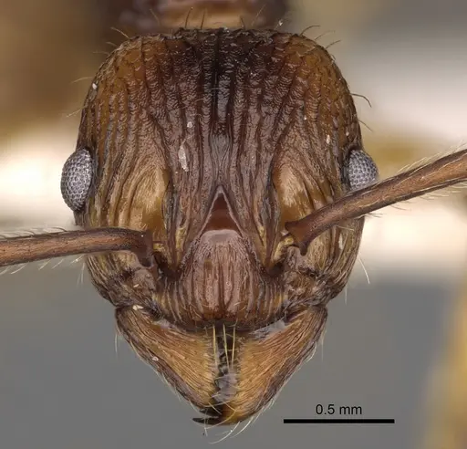 Myrmica draco specimen