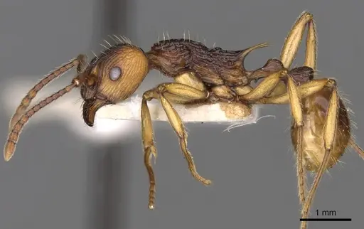 Myrmica draco specimen