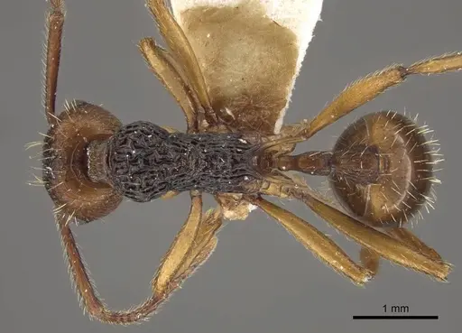 Myrmica draco - CASENT0917732