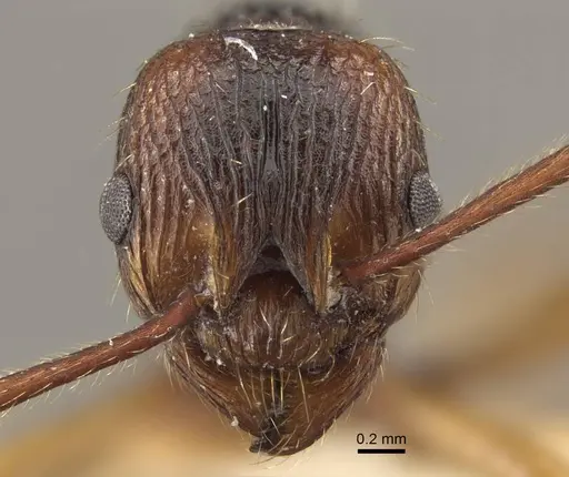 Myrmica draco - CASENT0917732