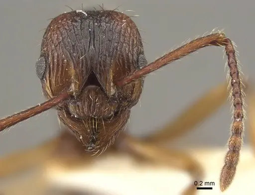 Myrmica draco - CASENT0917732