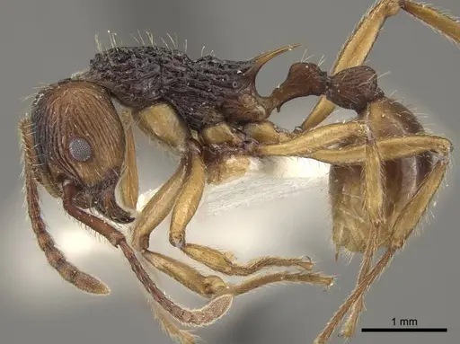 Myrmica draco - CASENT0917732
