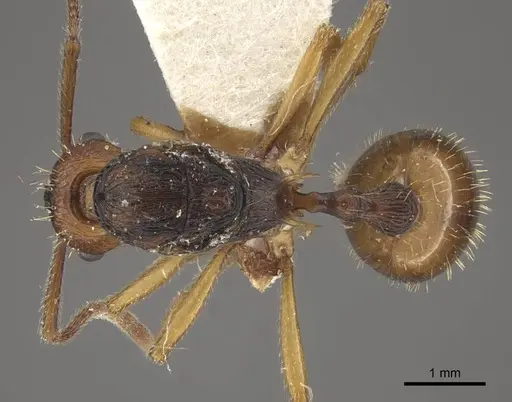 Myrmica draco - CASENT0917733