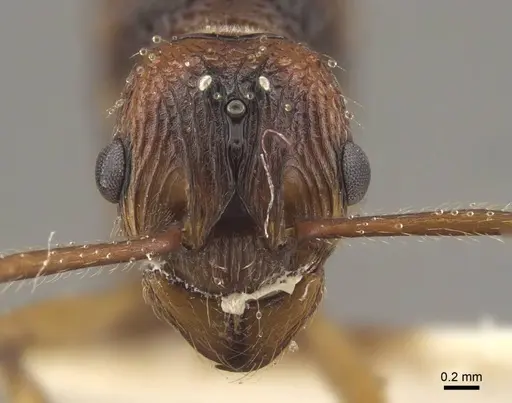 Myrmica draco - CASENT0917733