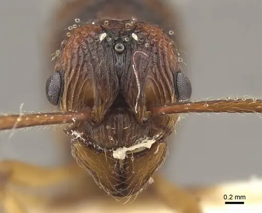 Myrmica draco - CASENT0917733