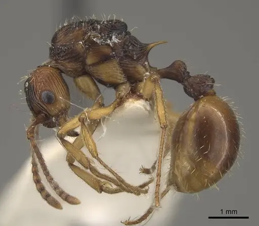 Myrmica draco - CASENT0917733