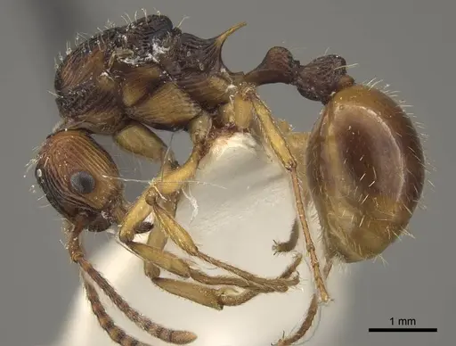 Myrmica draco - CASENT0917733
