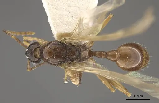 Myrmica draco - CASENT0917734